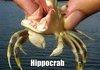 hippocrab