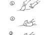 How to pick up chicks - a visual guide