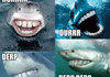 What sharks really look like