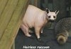 Hairless coon