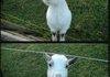 Happy Goat,Is Best Goat.