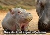 Hippo Starter