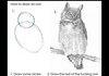 How to draw an owl