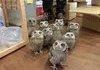 Have Some Owls