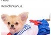 How do Japanese Chihuahuas say hello?