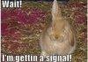 Halt! A Signal!