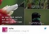 Hummingbird Understands