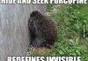 hide and seek porcupine