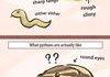 What pythons are really like?