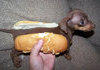 heehee the dog looks like a hotdog!