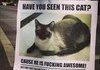 Hysterical cat poster