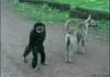 troll monkey