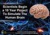 Human Brain Simulation