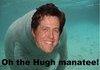 Hugh Manatee