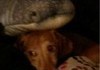 My dog with a whale shark plushie