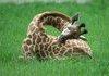 How baby giraffes sleep.