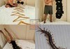 Human centipede