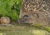 Hedgehog comp