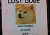 have you seen this doge?