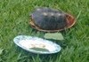 HELP: red footed Tortious