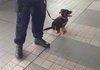 Hornsby Station police pup..
