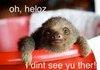 Hello Sloth