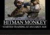 Hitman Monkey Comp