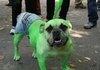 Hulk Dog.