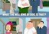 american dad and family guy