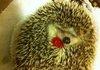 Hedgehog with a raspberry