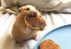 Hamster Pancake