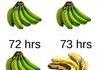 My Experience with Bananas