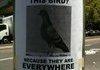 have you seen this bird?
