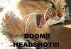 Heatshot cat haz headshot!