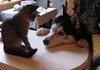 Husky Playing With Cat Compilation