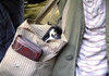 handbag dog sees you