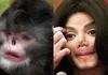 himalayan noseless monkey looks like Michael Jackson asidiodsfhfj