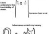 Haha funny cat