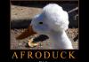 Afro Duck WIN
