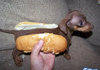 Hotdog in Training