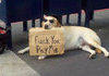 Homeless Dog