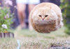 HOVERBALL CAT