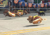 Hot Dog race