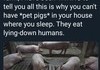 Human Eating Pigs