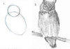 How to draw owls!