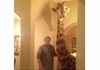 House Giraffe