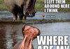 Hearing Impaired Hippos