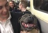 Met this happy fella on a late train