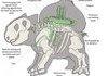 How Bulbasaur works