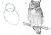 How to draw an owl!
